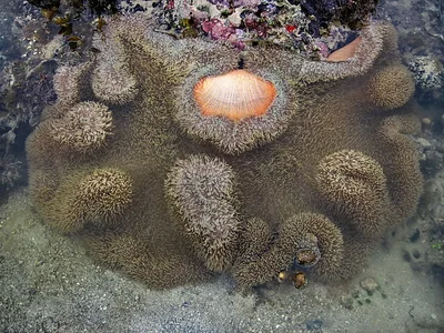 Stichodactyla gigantea