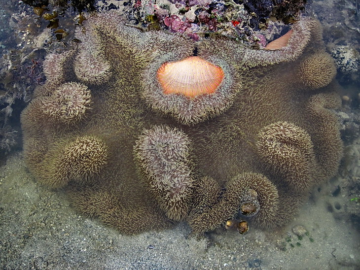 Stichodactyla gigantea