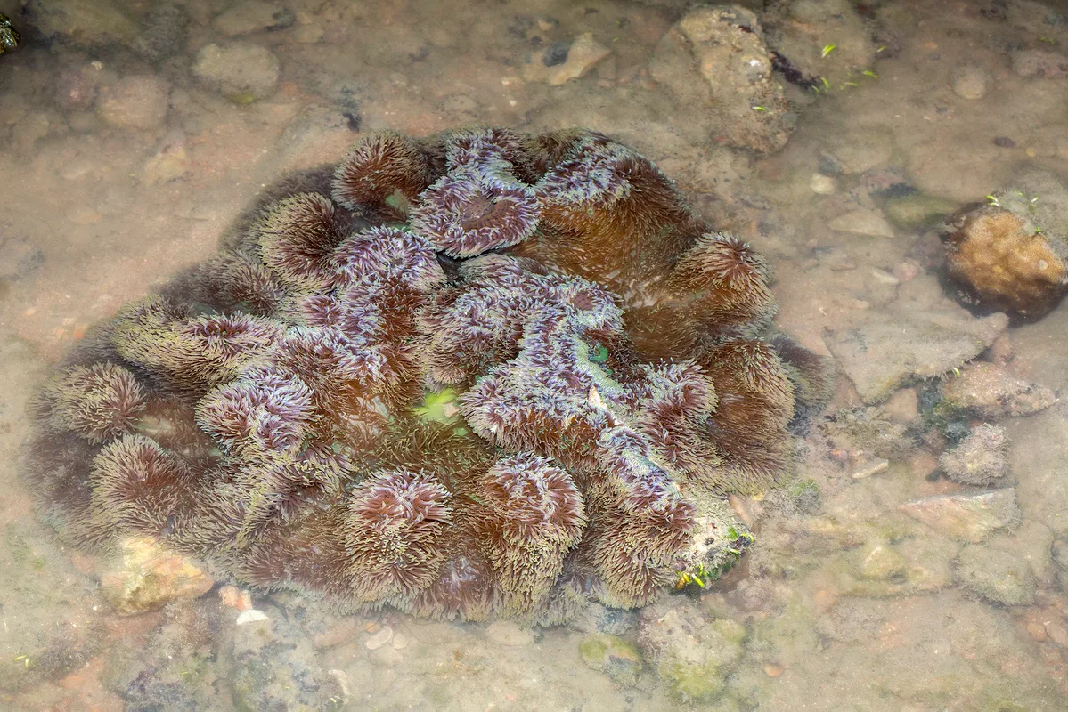 _Z2A9235 Stichodactyla gigantea
