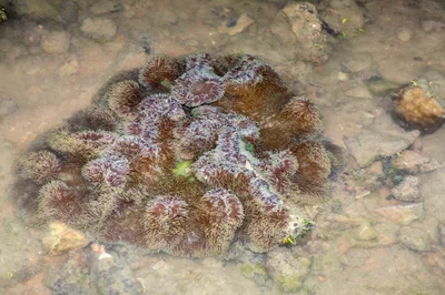 _Z2A9235 Stichodactyla gigantea