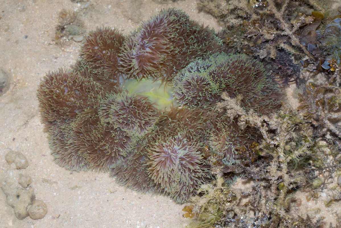 _Z2A4205 Stichodactyla gigantea