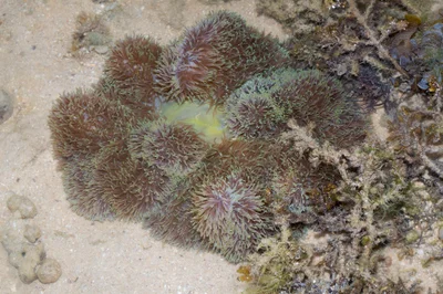 _Z2A4205 Stichodactyla gigantea