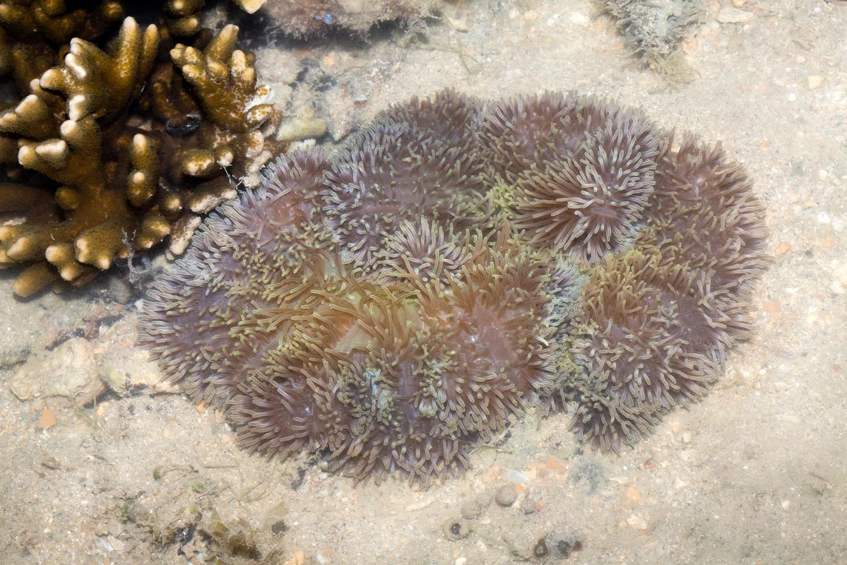 _Z2A9341 Stichodactyla gigantea