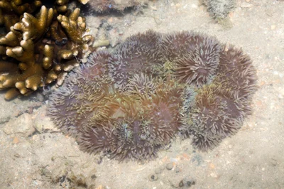 _Z2A9341 Stichodactyla gigantea