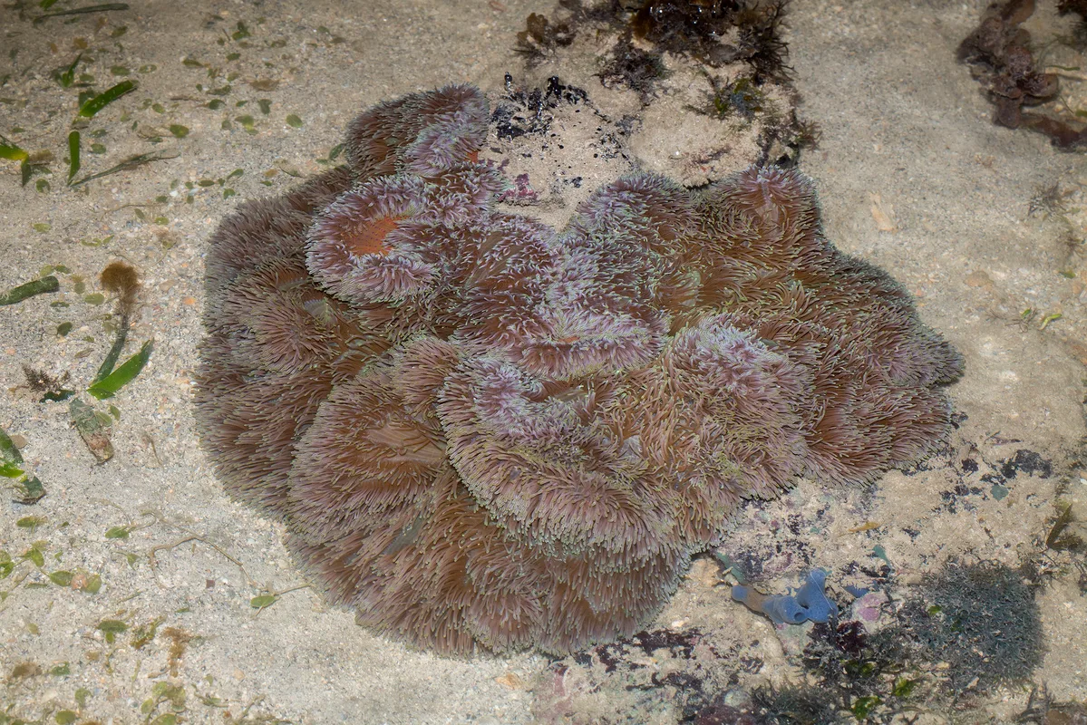 _Z2A0204 Stichodactyla gigantea
