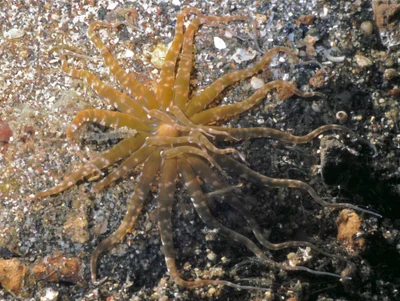 Sand Anemone (Edwardsianthus cf gilbertensis)