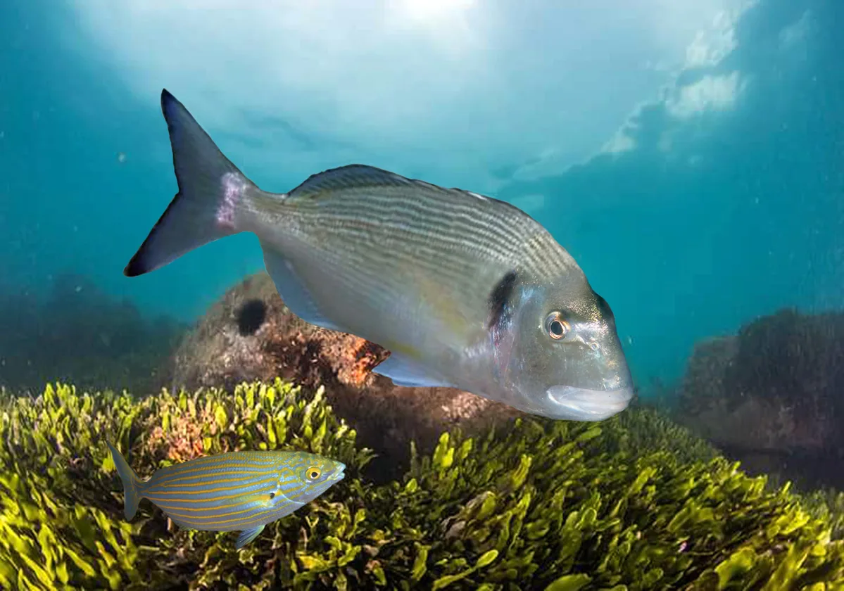 Gilthead Seabream