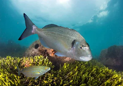 Gilthead Seabream