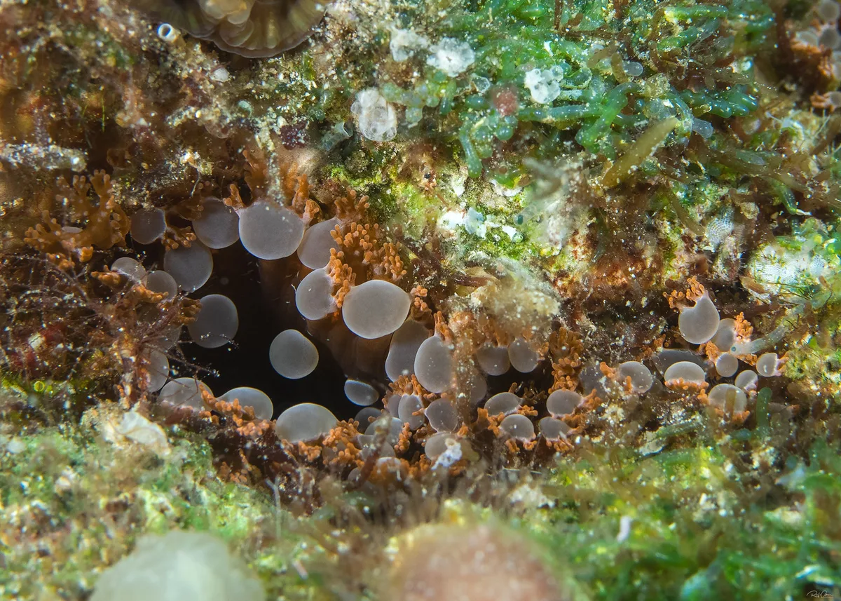 Triactis producta - Prolific Anemone
