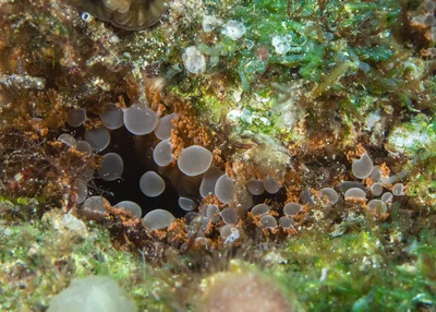 Triactis producta - Prolific Anemone
