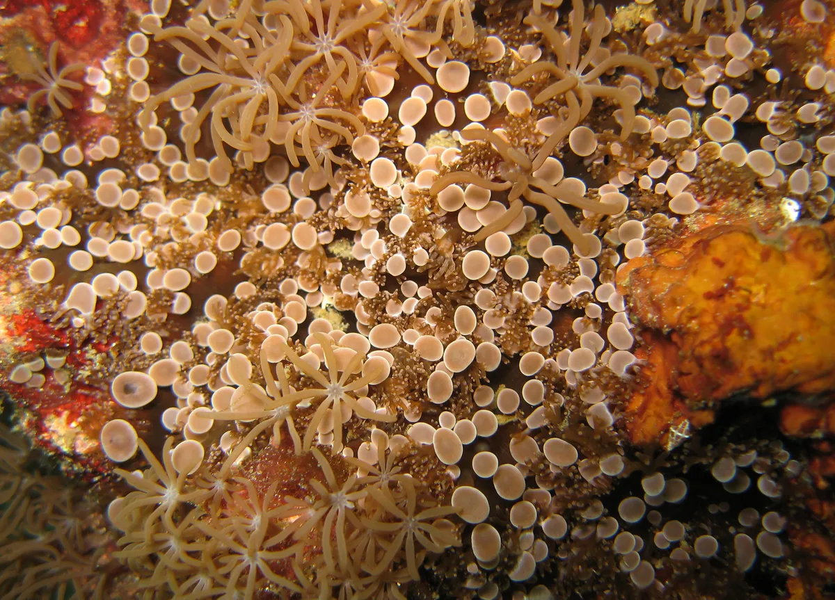 Prolific anemone (Triactis producta)