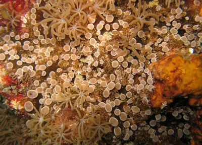 Prolific anemone (Triactis producta)