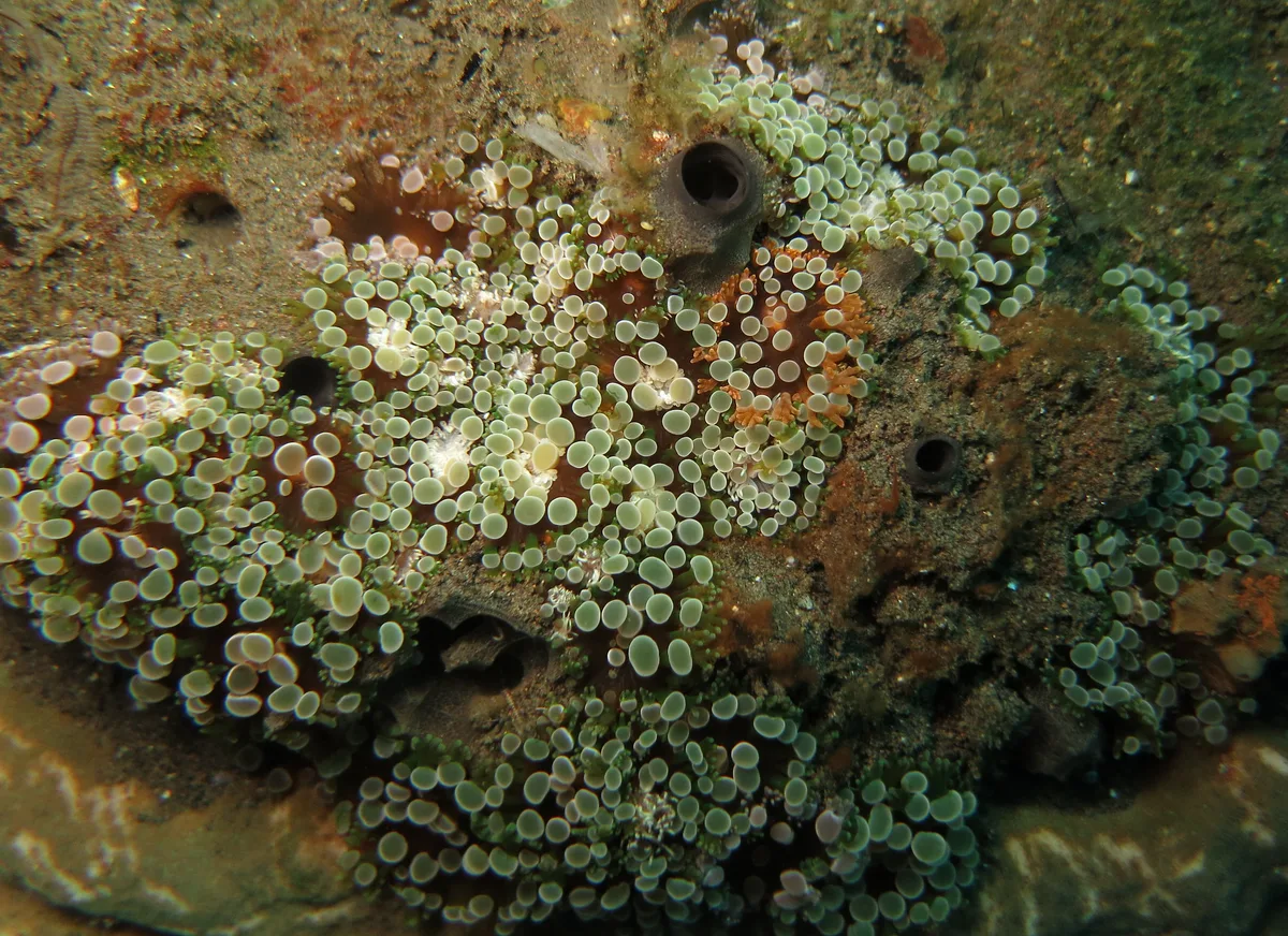 Prolific anemone (Triactis producta)