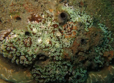 Prolific anemone (Triactis producta)