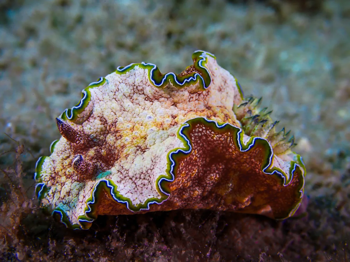 Girdled Glossodoris