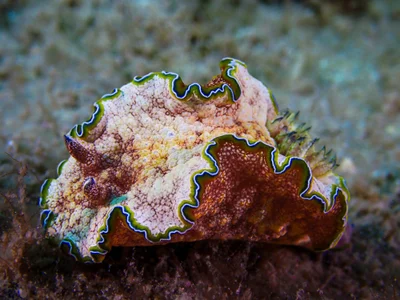 Girdled Glossodoris