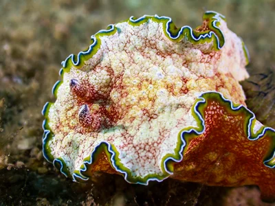 Girdled Glossodoris