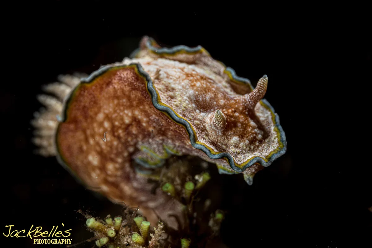 Glossodoris cincta
