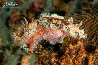 Glossodoris Cincta