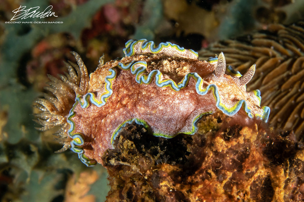 Glossodoris Cincta