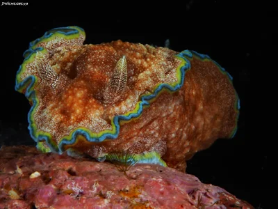 Glossodoris cincta