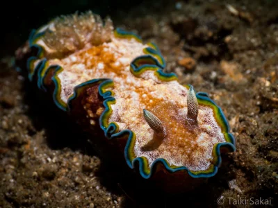 Glossodoris cincta + Snoot