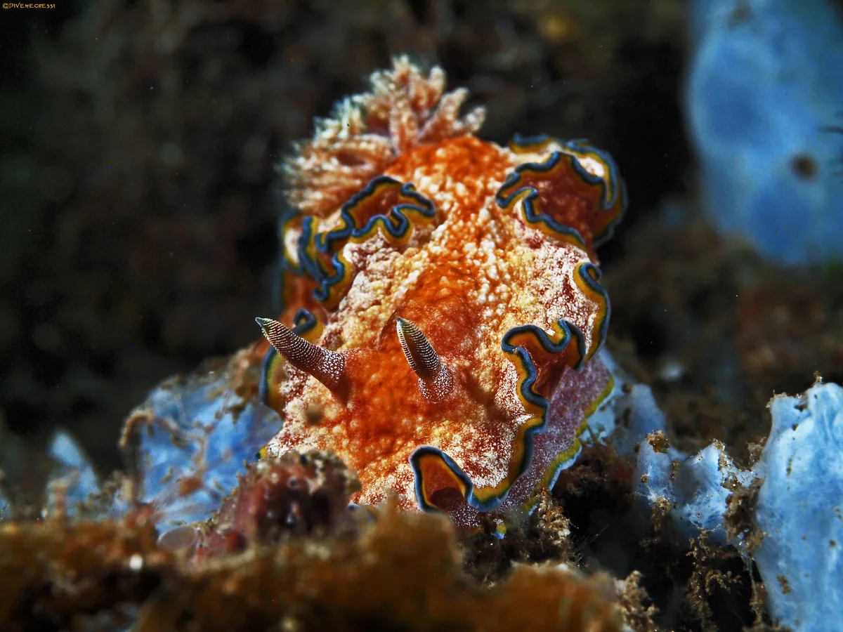 Glossodoris cincta