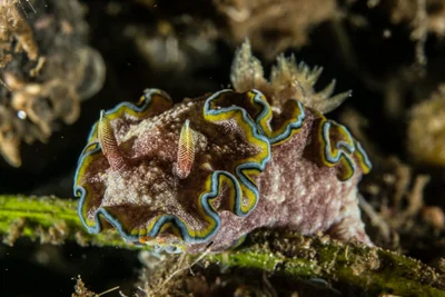 Gossodoris cincta