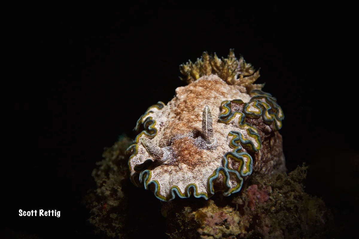 Glossodoris cincta