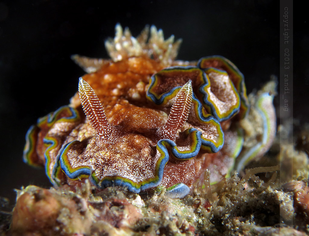 Glossodoris cincta