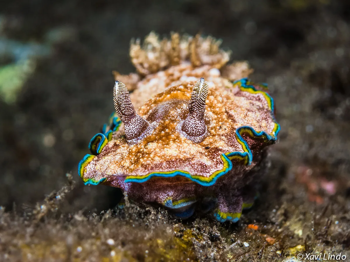 Glossodoris cincta
