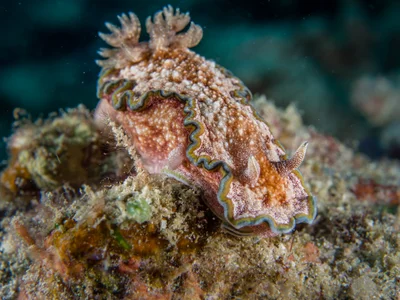 Glossodoris cincta