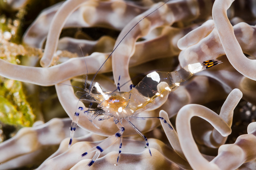 Glass Anemone Shrimp - Ancylocaris brevicarpalis