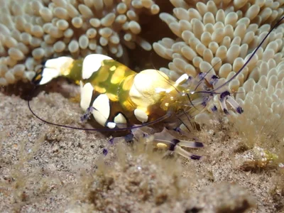 Ancylocaris brevicarpalis