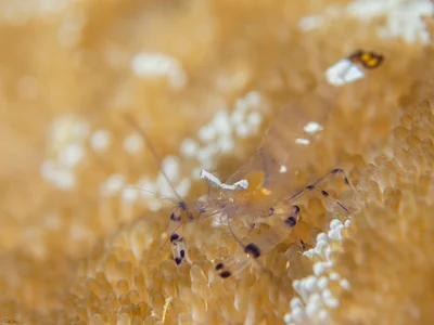 Peacock-tail Anemone Shrimp - Ancylocaris brevicarpalis