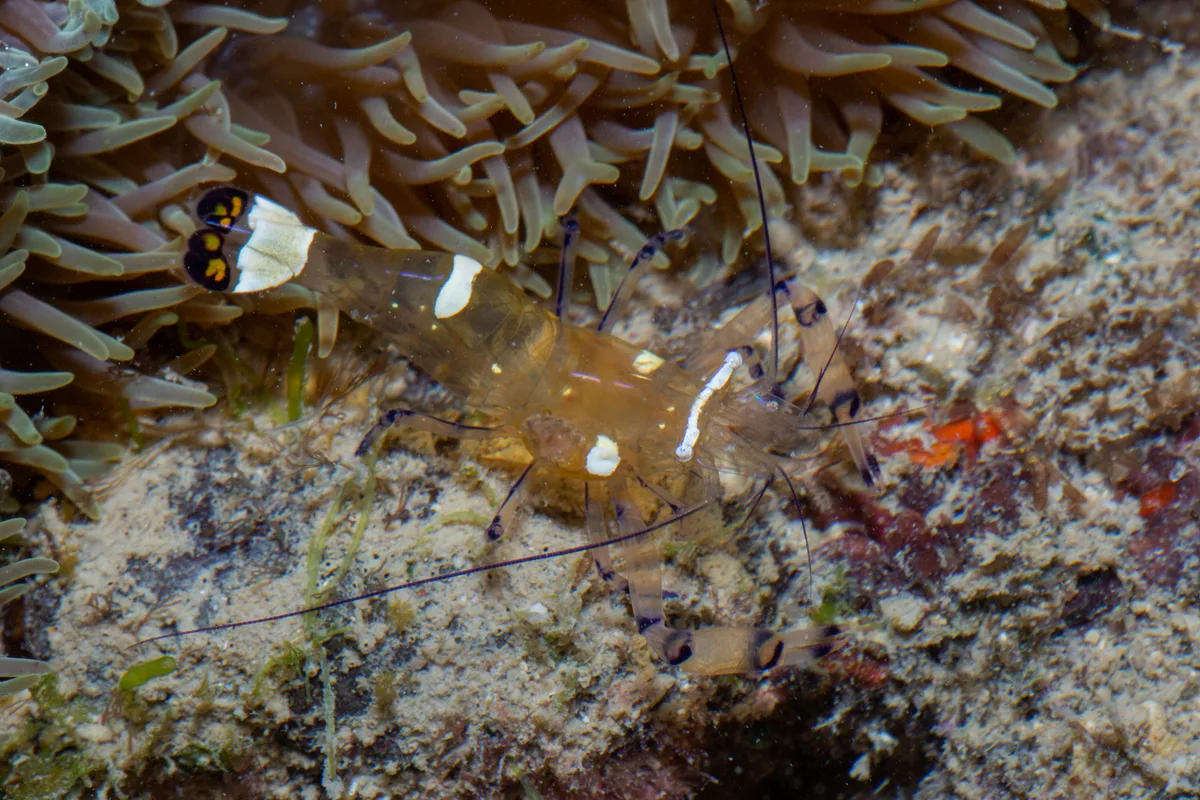 _Z2A7587 Ancylocaris brevicarpalis