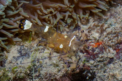 _Z2A7587 Ancylocaris brevicarpalis