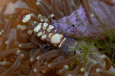 _Z2A9588 Ancylocaris brevicarpalis