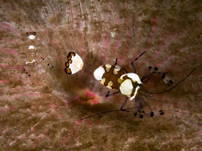 Ancylocaris brevicarpalis