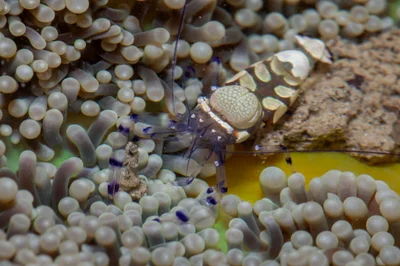 _Z2A7688 Ancylocaris brevicarpalis