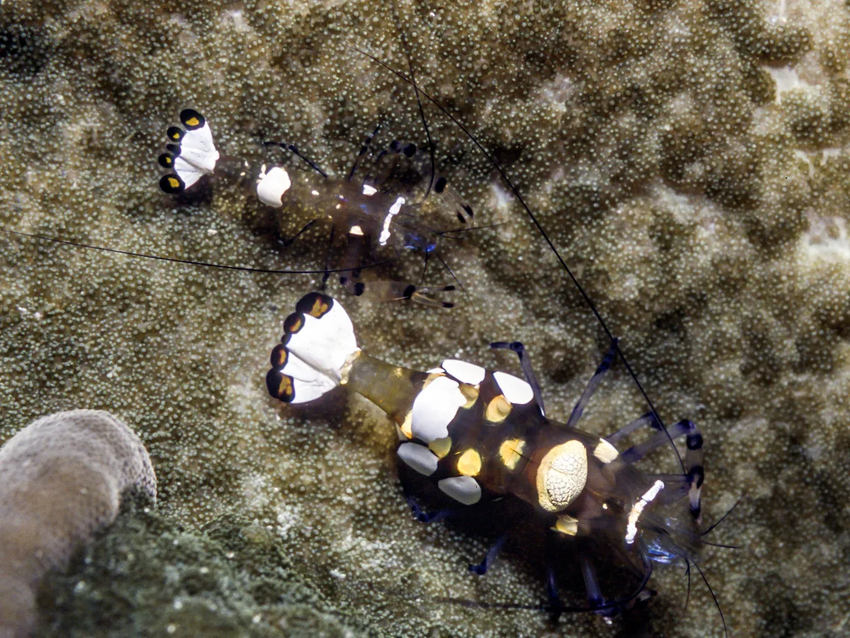 Ancylocaris brevicarpalis
