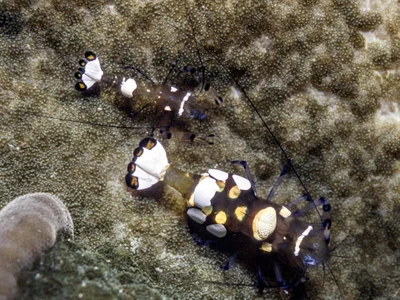 Ancylocaris brevicarpalis
