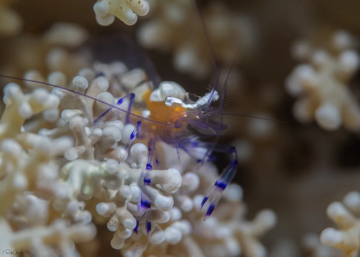 Ancylocaris brevicarpalis - Peacock-tail Anemone Shrimp