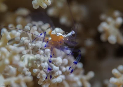 Ancylocaris brevicarpalis - Peacock-tail Anemone Shrimp