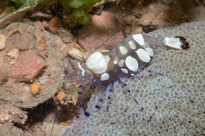 _Z2A3540 Ancylocaris brevicarpalis