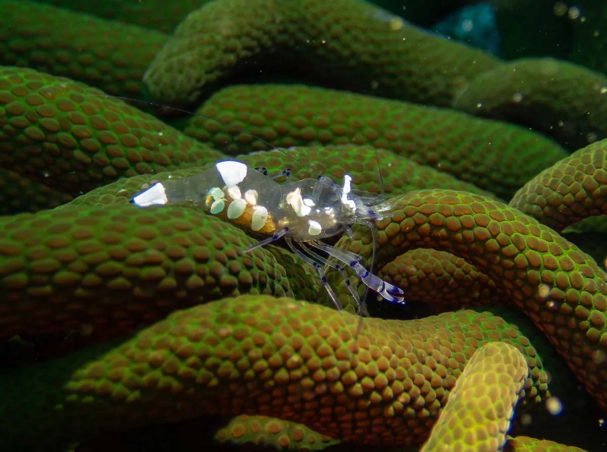 Ancylocaris brevicarpalis - Pintuyan  Philippines