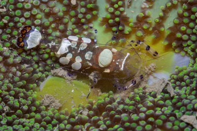 _Z2A8961 Ancylocaris brevicarpalis