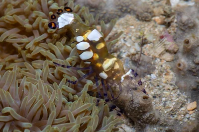 _Z2A3259 Ancylocaris brevicarpalis