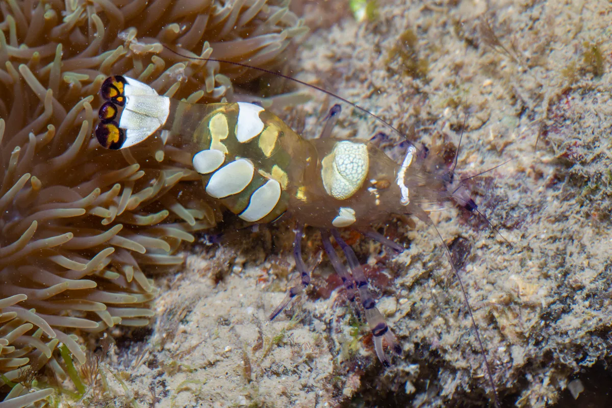 _Z2A7588 Ancylocaris brevicarpalis