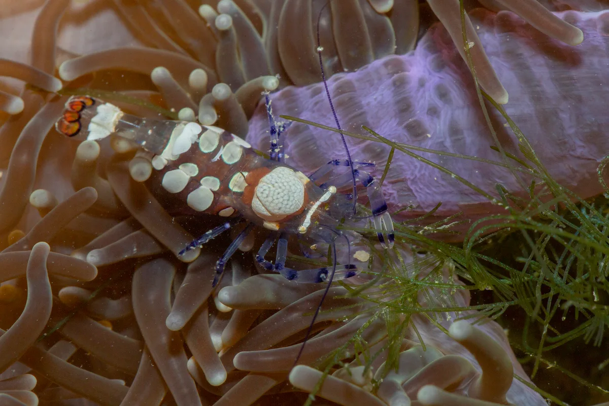 _Z2A9587 Ancylocaris brevicarpalis